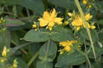 Mountain St. Johnswort